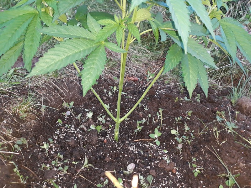 Sapphire Og3.jpg
