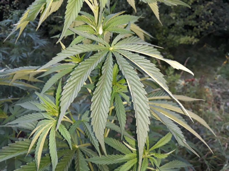Afgani Kush x Skunk3.jpg
