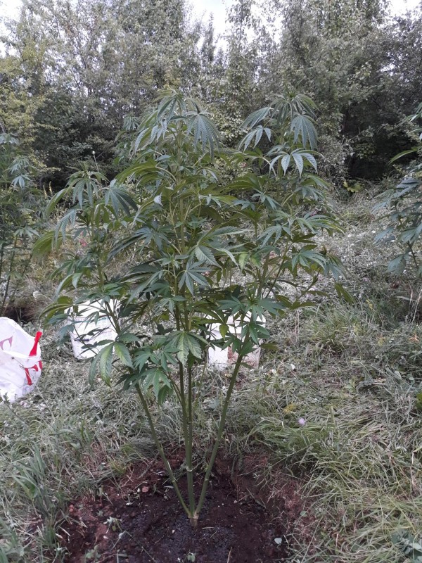 Sapphire Og.jpg