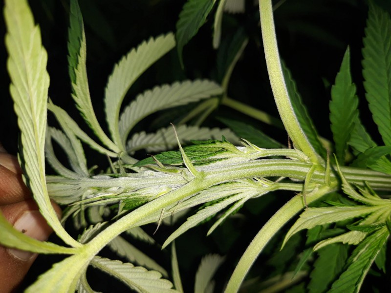 Sapphire Og2.jpg