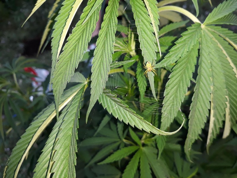 Sapphire Og3.jpg