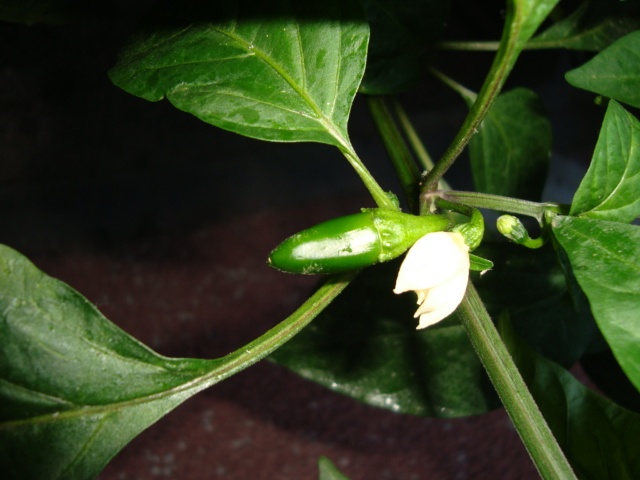 DSC04908.JPG