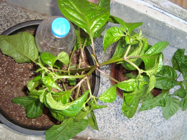 DSC04905.JPG