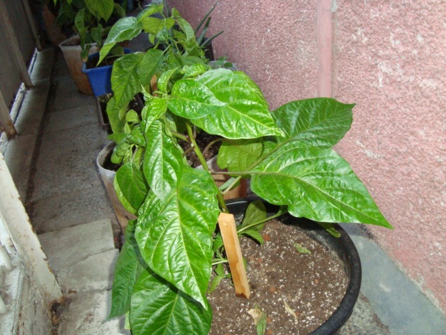 DSC04907.JPG