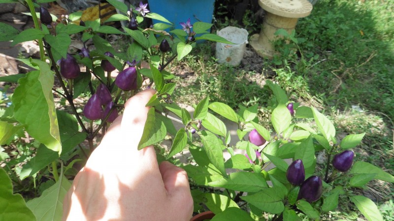 P1010357.JPG