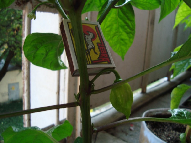 DSC04922.JPG
