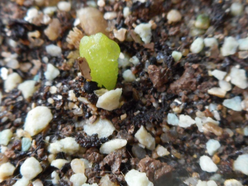 peyote1-min.JPG