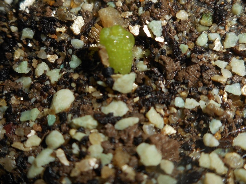 peyote 2-min.JPG