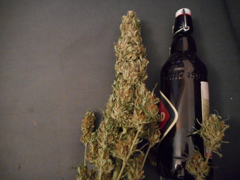 CBD auto sugar gom - seedsman  ...