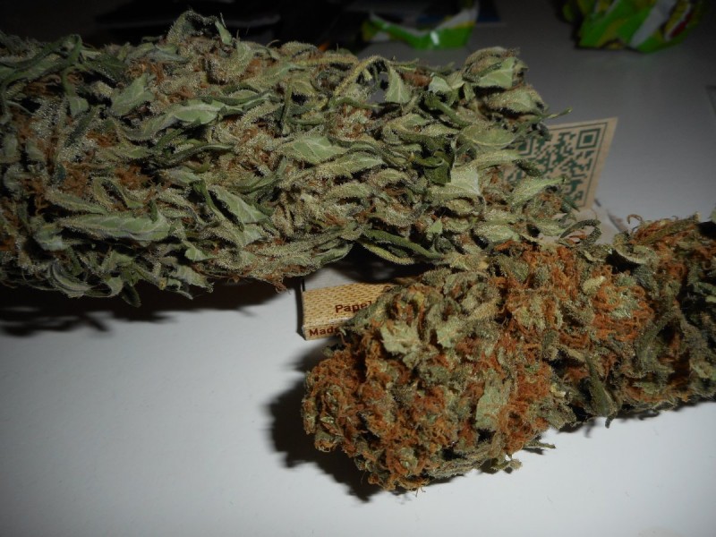 CBD auto sugar gom - seedsman   от горе и от долу глава от fruit spirit на RQS