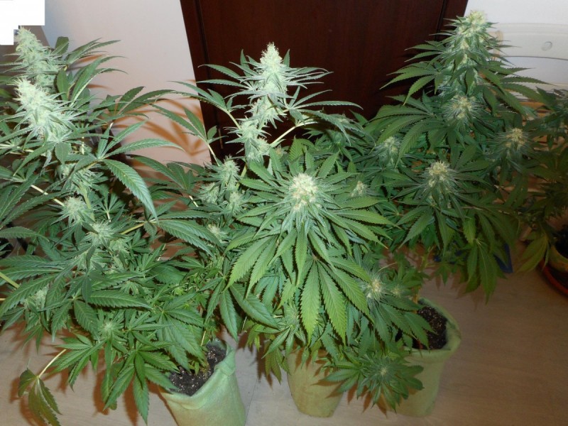 fruit spirit клонинг  и liberty haze семка в средата на цъфтежа.