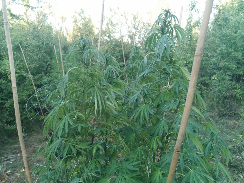 Sapphire Og2.jpg