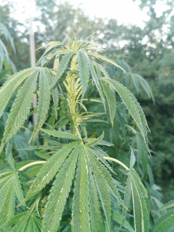 Sapphire Og3.jpg