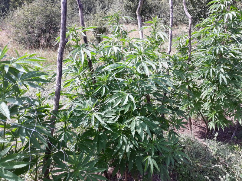 Afgani Kush x Skunk.jpg