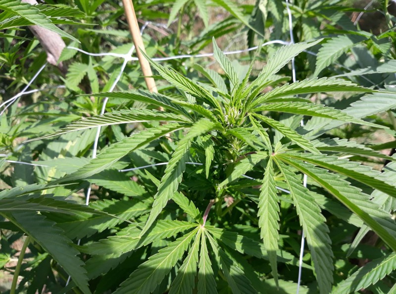 Afgani Kush x Skunk2.jpg