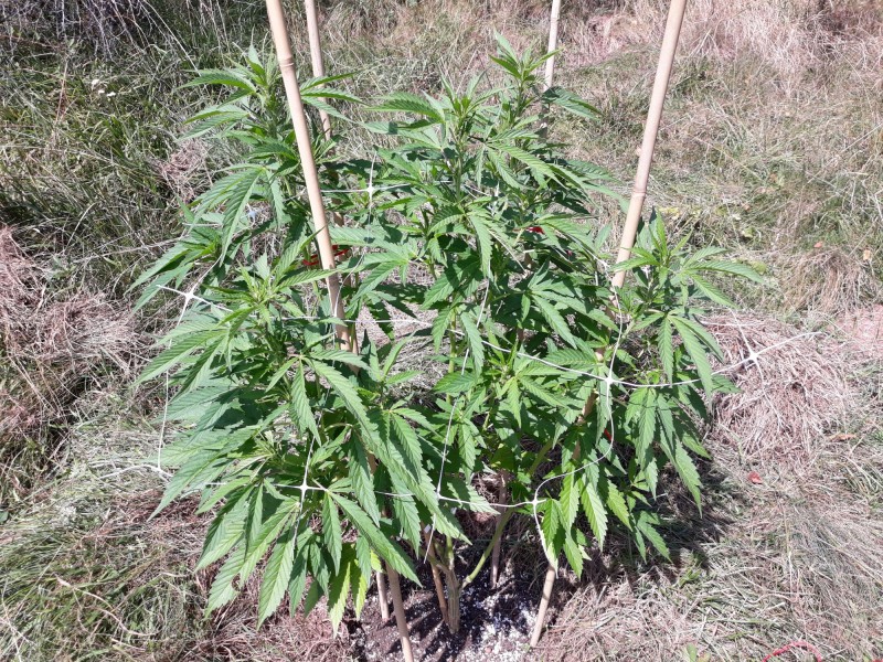 Afgani Kush x Skunkkl1.jpg