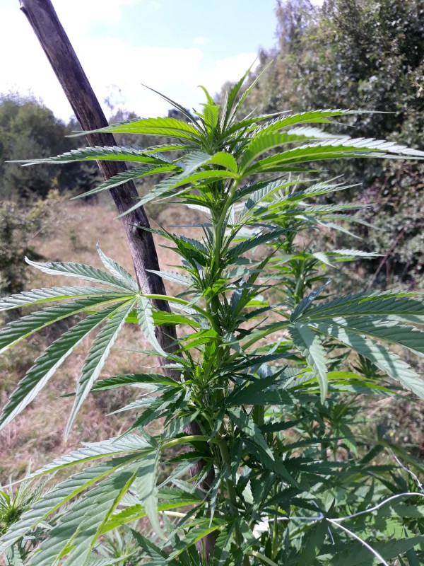 Critical Kush2.jpg