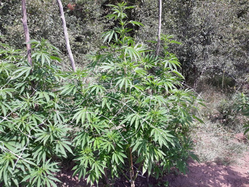 Sapphire Og.jpg