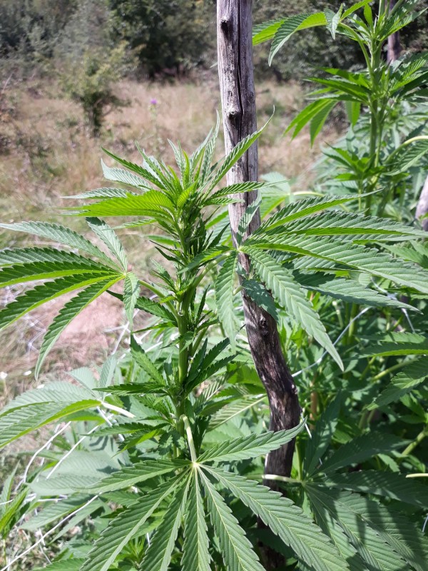Sapphire Og2.jpg