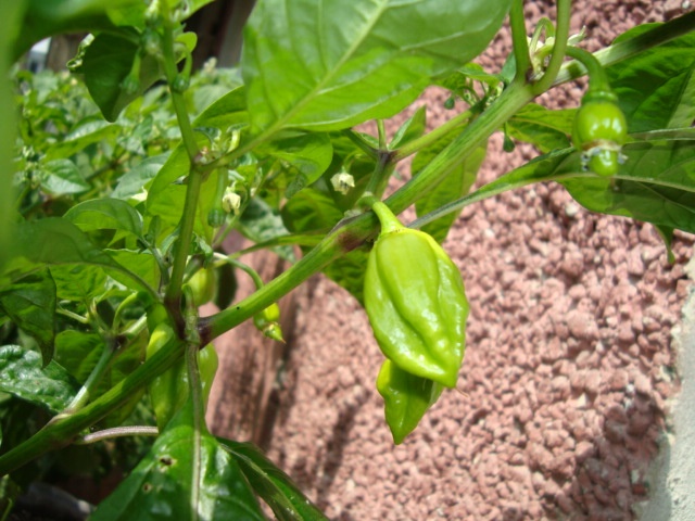 DSC04927.JPG