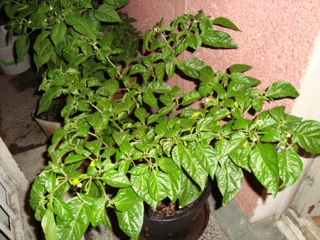 DSC04932.JPG