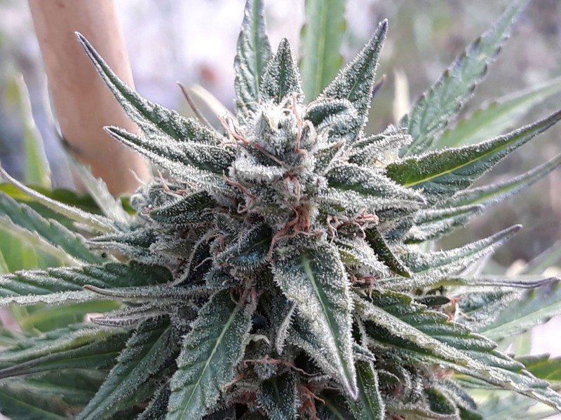 anesthesia auto3.jpg