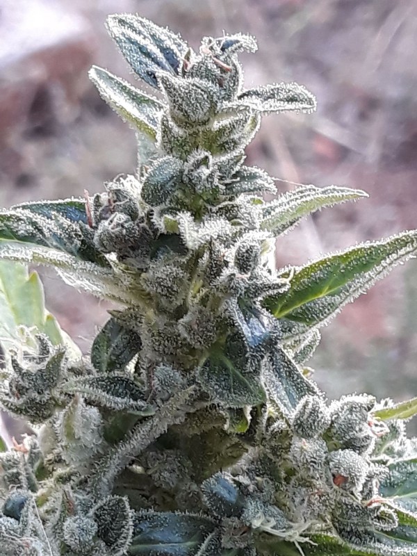 cream caramel auto3.jpg