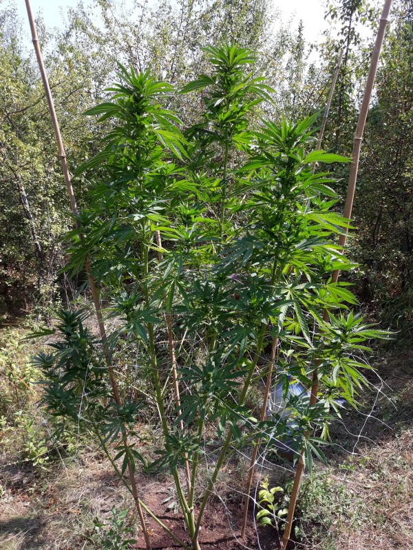 Afgani Kush x Skunk.jpg