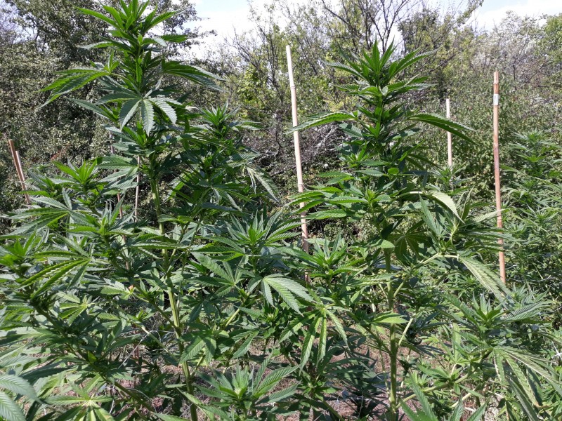 Afgani Kush x Skunk2.jpg