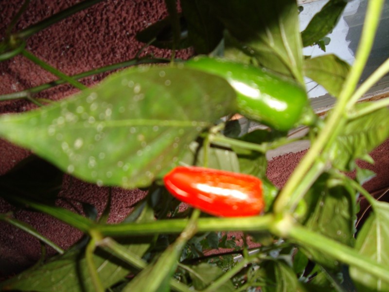 DSC04951.JPG