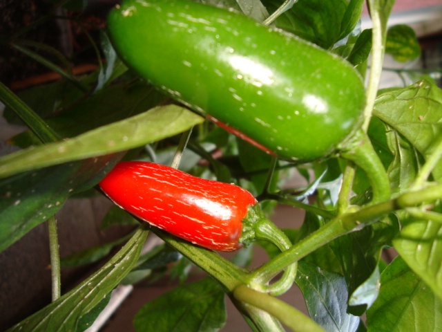 DSC04954.JPG