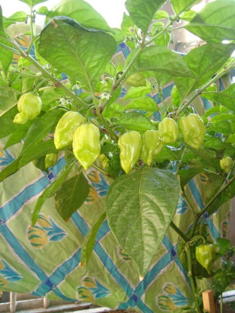 DSC04956.JPG