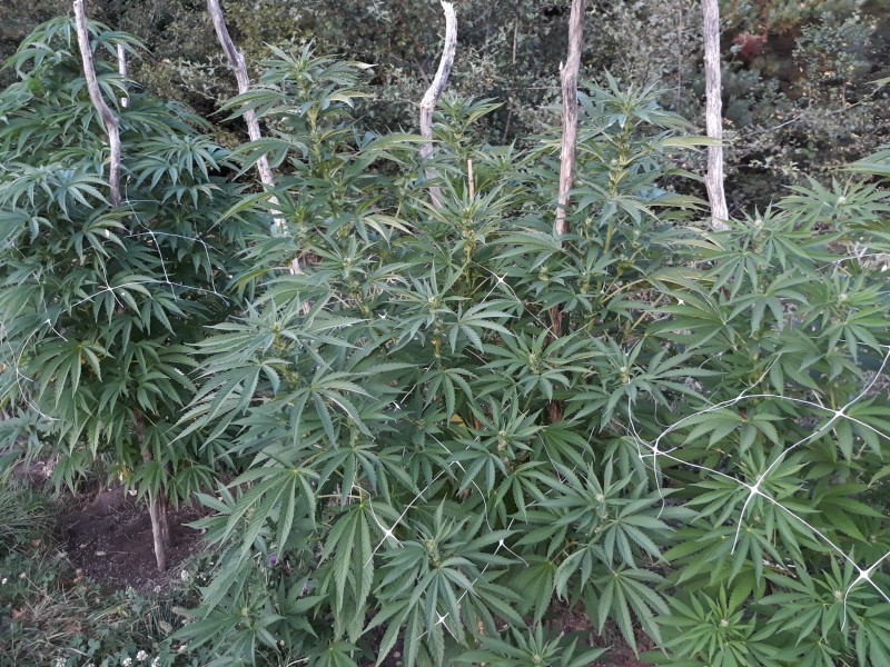 Afgani Kush x Skunk.jpg