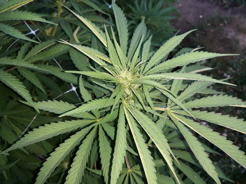 Afgani Kush x Skunk3.jpg