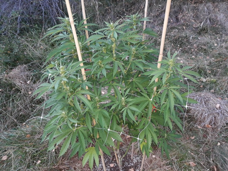 Afgani Kush x Skunkkl1.jpg