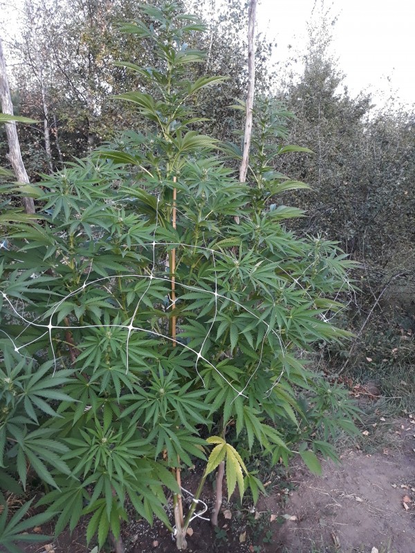 Sapphire OG.jpg