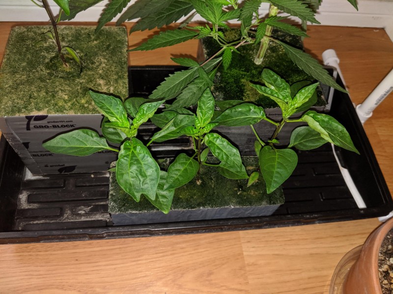 IMG_20190829_081952.jpg