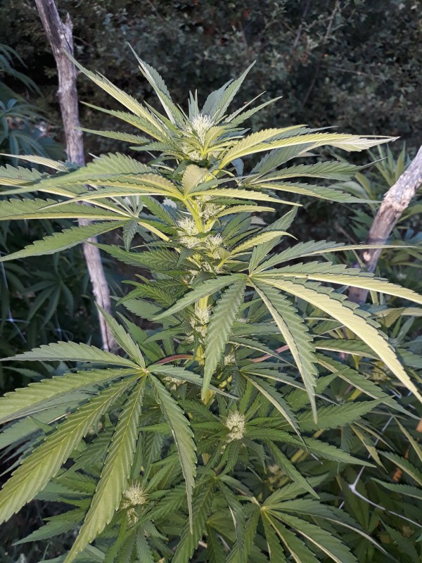 Afgani Kush x Skunk2.jpg
