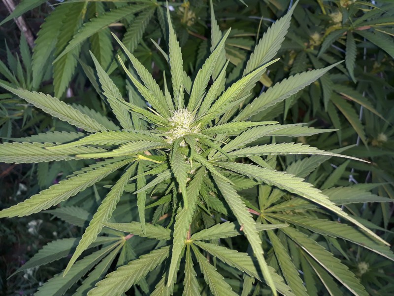 Afgani Kush x Skunk3.jpg