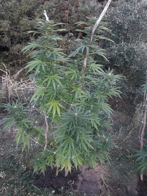 Critical Kush.jpg