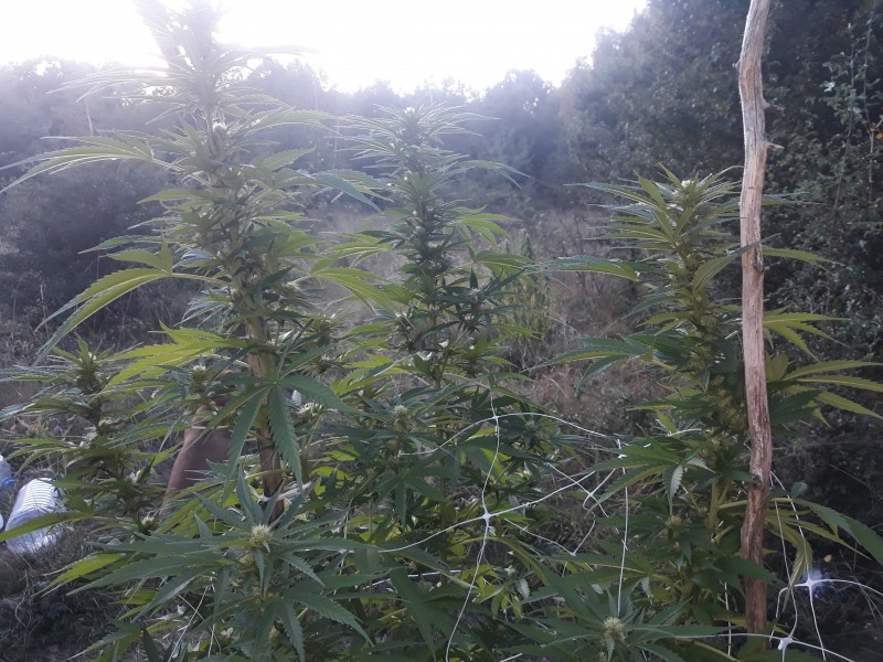 Critical Kush2.jpg
