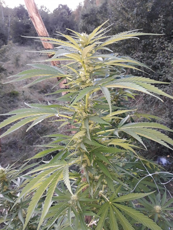 Critical Kush3.jpg