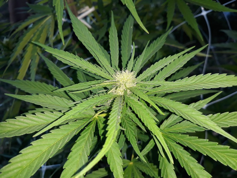 Critical Kush4.jpg