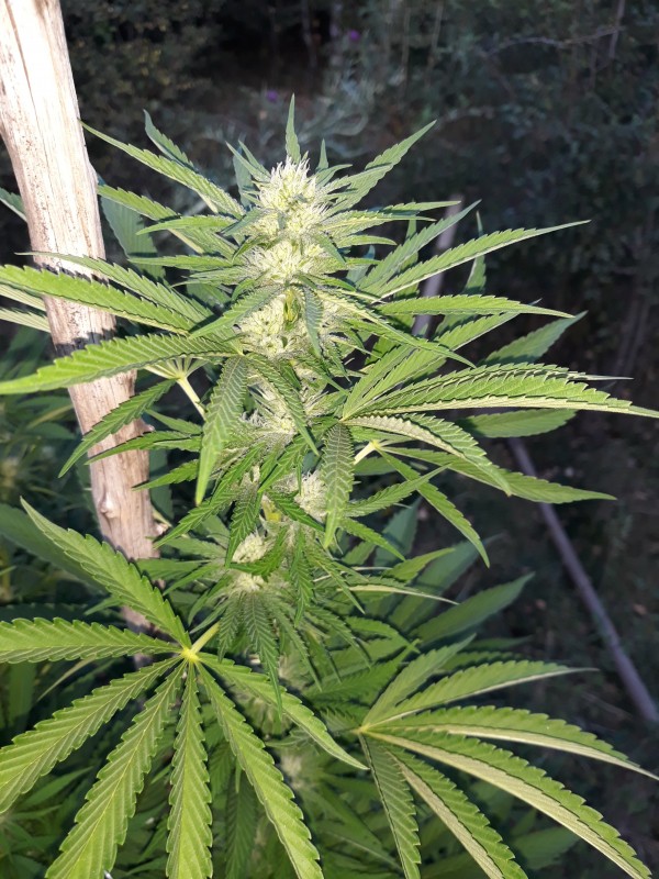 Sapphire OG2.jpg