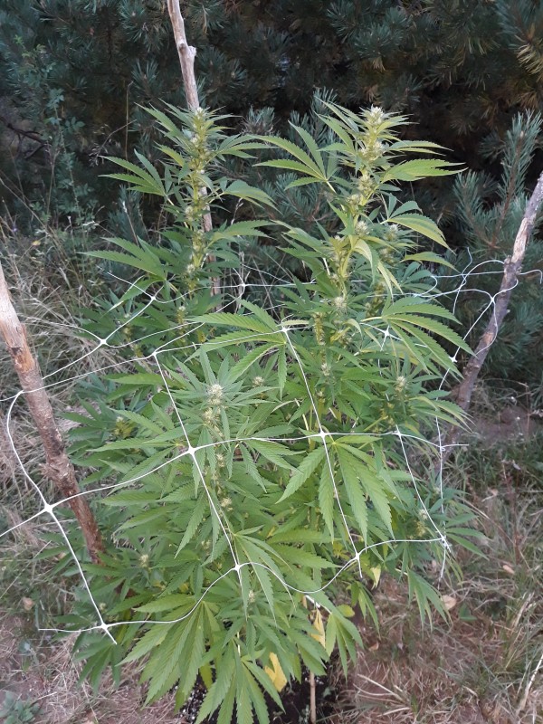 Sapphire OGkl1.jpg