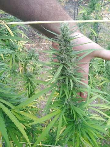 received_232900020947435.jpeg