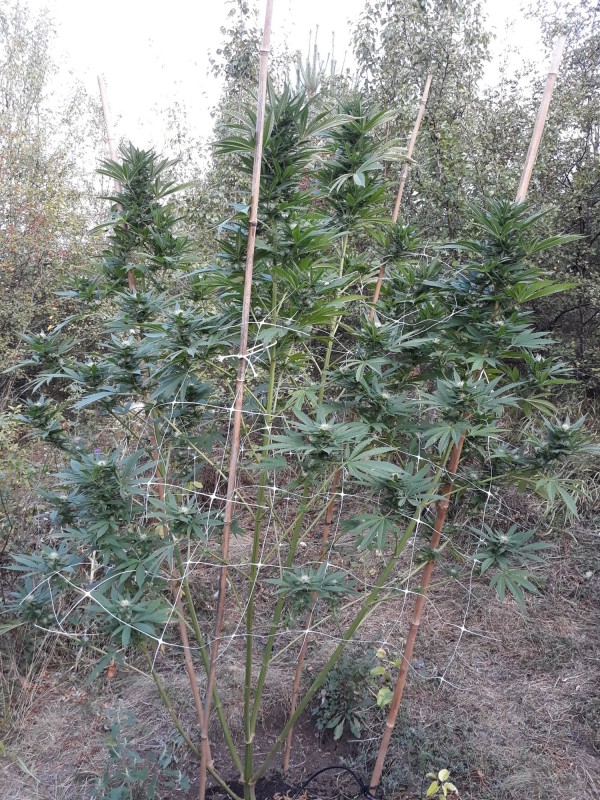 Afgani Kush x Skunk1.jpg