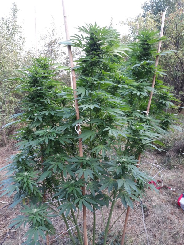 Sapphire Og1.jpg