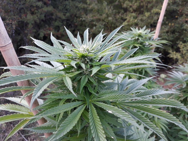 Sapphire Og2.jpg