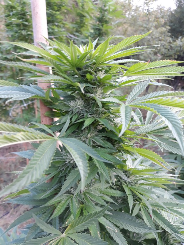 Sapphire Og3.jpg